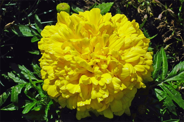 春天有些什么植物開(kāi)放(春天哪些植物會(huì)開(kāi)放)